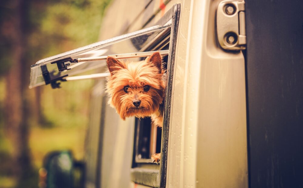 Top Ways to Get Your Dog Ready to Stay in the RV Alone