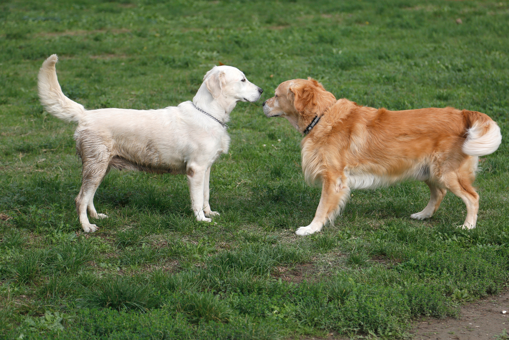Making Friends at the Campground: 10 Useful Tips for Handling Dog Encounters
